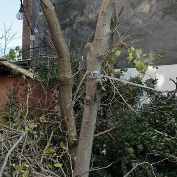 İBB Budama Ekibi Nedeniyle Bahçemde Maddi Zarar Ve Bilgilendirme Eksikliği