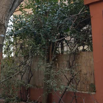 İBB Budama Ekibi Nedeniyle Bahçemde Maddi Zarar Ve Bilgilendirme Eksikliği