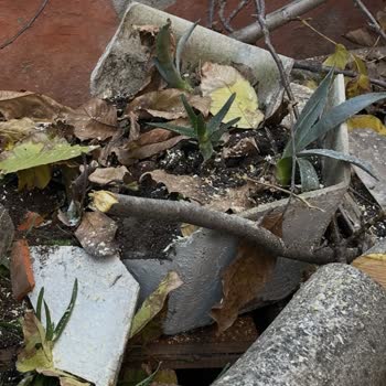 İBB Budama Ekibi Nedeniyle Bahçemde Maddi Zarar Ve Bilgilendirme Eksikliği