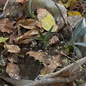 İBB Budama Ekibi Nedeniyle Bahçemde Maddi Zarar Ve Bilgilendirme Eksikliği