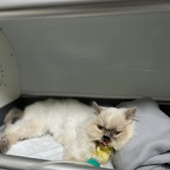 Kısırlaştırma Sonrası Kedimizi Kaybettik: Veteriner Kliniğinde Yetersiz Hijyen Şüphesi