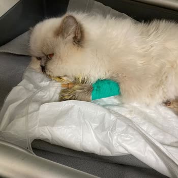 Kısırlaştırma Sonrası Kedimizi Kaybettik: Veteriner Kliniğinde Yetersiz Hijyen Şüphesi