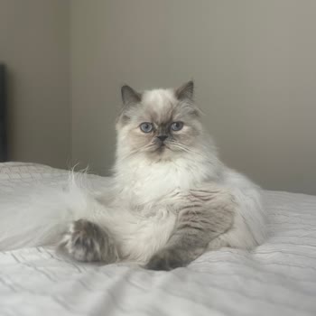 Kısırlaştırma Sonrası Kedimizi Kaybettik: Veteriner Kliniğinde Yetersiz Hijyen Şüphesi