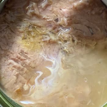 Migros'tan Aldığım Fide Ton Balığı Bozuk Çıktı