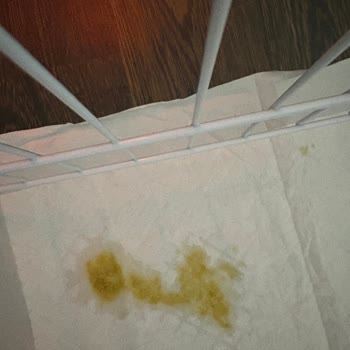 Pet Garden Hasta Gelen Yavru Köpeğim İçin Sorumluluk Alınmıyor