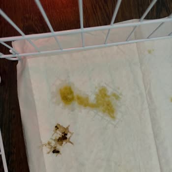 Pet Garden Hasta Gelen Yavru Köpeğim İçin Sorumluluk Alınmıyor