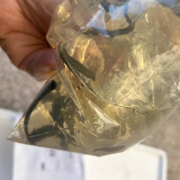 Eze Medikal İlan Bilgileri Çelişkili