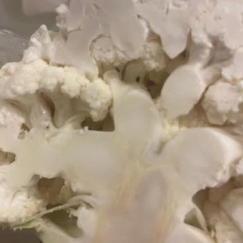 Şok Marketler Hijyen Ve Kalite Denetimleri Yok