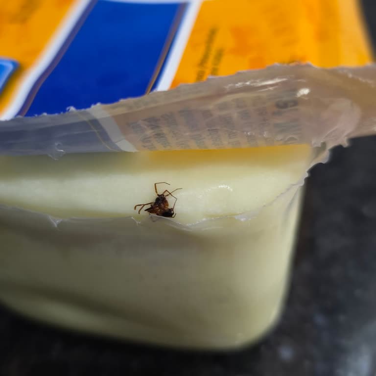 Aldığım Kaşar Peynirin İçinden Örümcek Çıktı: Gıda Güvenliği Tehlikesi