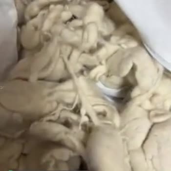 Yüncü Hanım Yün Yastık Yıkanınca Geldiği Durum