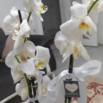 Çiçek Sepetinden Gelen Orkide Solmuş Ve İade Kabul Edilmedi