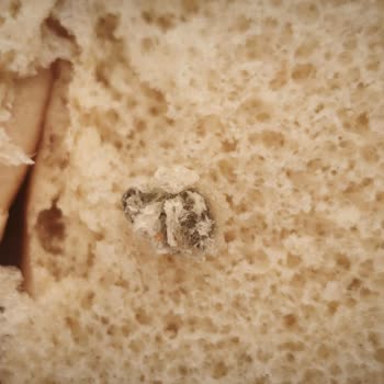 Sandviç Ekmeğinde Hijyen Skandalı Ve Sağlık Endişesi