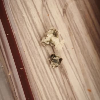 Sandviç Ekmeğinde Hijyen Skandalı Ve Sağlık Endişesi