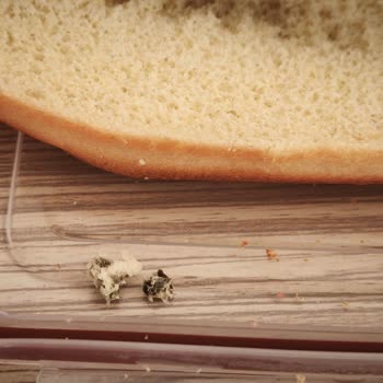 Sandviç Ekmeğinde Hijyen Skandalı Ve Sağlık Endişesi