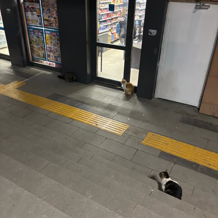 A101 Şubesinde Kedilerin Beslenmesi Ve Personel Davranışı Hakkında Şikayet