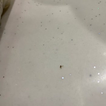 A101'den Aldığım Mantıda Böceklenme Ve Salyalanma Şoku!