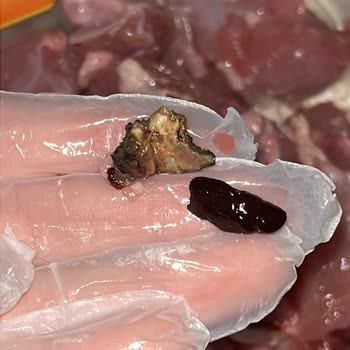 Migros Hemen’den Aldığım Hindi But Sote Ürünü Gıda Güvenliği Sorunu Yaşattı