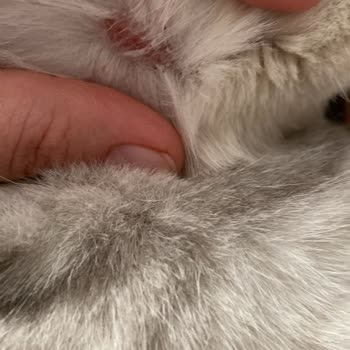 Kedimde Sağlık Sorunlarına Yol Açan Mama Ve İlgisiz Müşteri Hizmeti