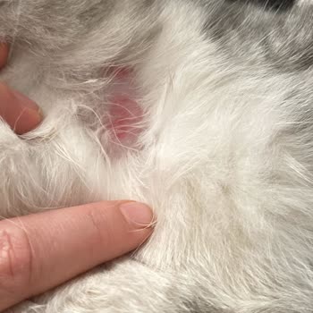 Kedimde Sağlık Sorunlarına Yol Açan Mama Ve İlgisiz Müşteri Hizmeti