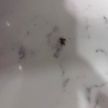 Kapalı Ambalajda Böcek Ve Leke: Solo Çek-Al Mendillerde Hijyen Sorunu Ve İade Talebi