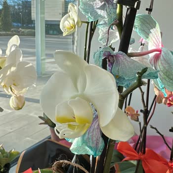 Siparişimdeki Orkide Hem Soldu Hem De Rengi Yanlış Çıktı