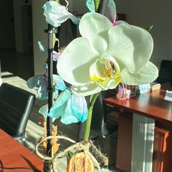 Siparişimdeki Orkide Hem Soldu Hem De Rengi Yanlış Çıktı