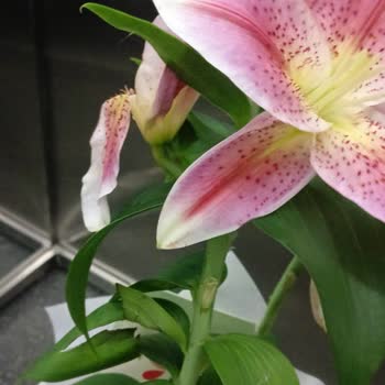 Soluk Çiçek, İlgisiz Müşteri Hizmeti: Hayal Kırıklığı!