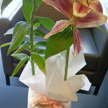 Soluk Çiçek, İlgisiz Müşteri Hizmeti: Hayal Kırıklığı!