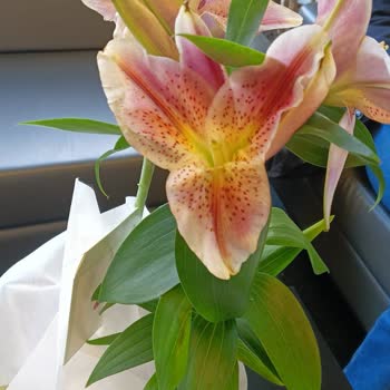 Soluk Çiçek, İlgisiz Müşteri Hizmeti: Hayal Kırıklığı!