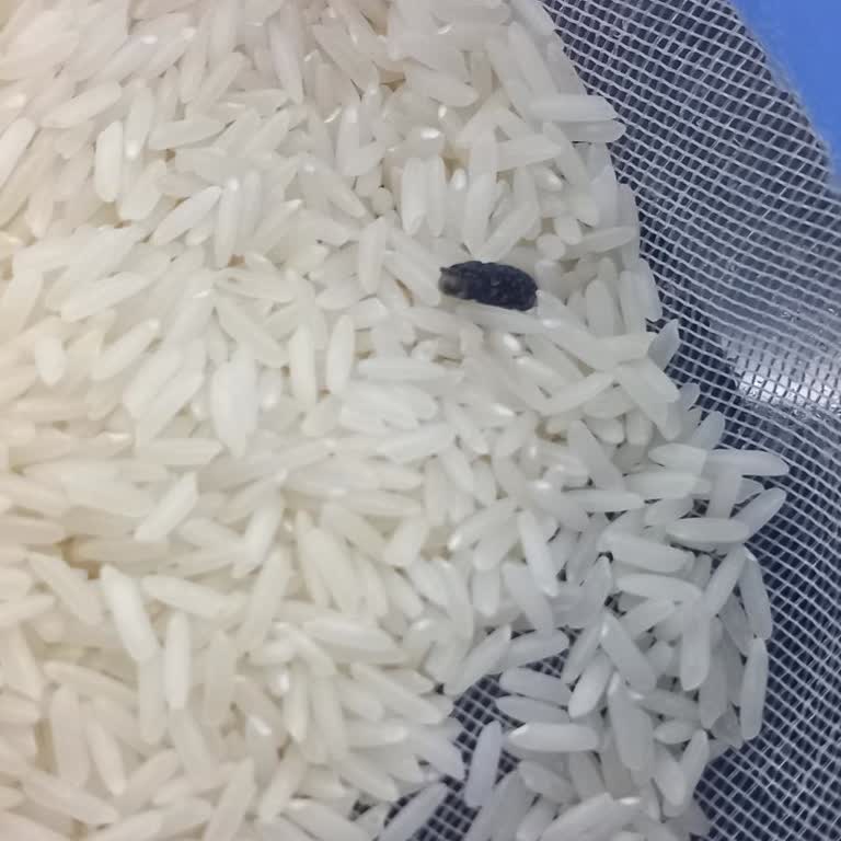 A101 Yasemin Kokulu Pirinçten Böcek Çıktı