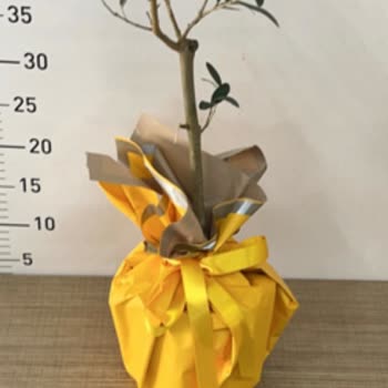 Çiçek Sepeti Müşteri Hizmetlerine Ulaşamıyor Yanlış Aranma Bildirimiyle Mağdur Oldum