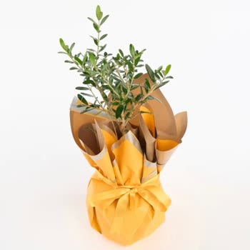 Çiçek Sepeti Müşteri Hizmetlerine Ulaşamıyor Yanlış Aranma Bildirimiyle Mağdur Oldum