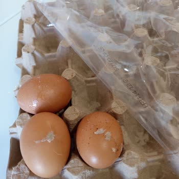 Lele Yumurta Kırık Ve Çatlak Yumurtalar