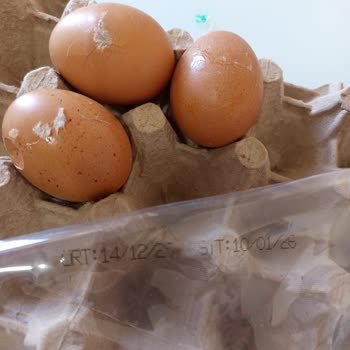 Lele Yumurta Kırık Ve Çatlak Yumurtalar