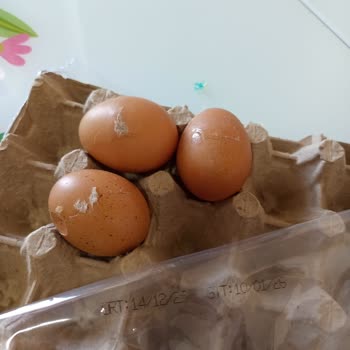 Lele Yumurta Kırık Ve Çatlak Yumurtalar