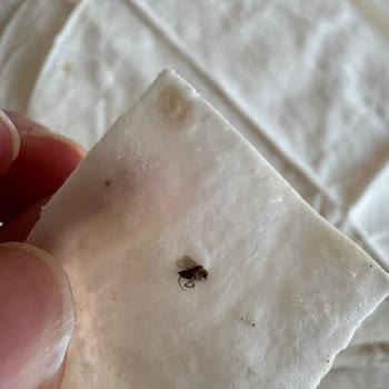 File Market'ten Aldığım Yufkada Böcek Şoku: Gıda Güvenliğine Dair Büyük Hayal Kırıklığı