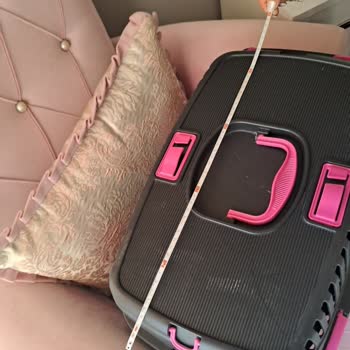 Evcil Hayvanla Uçuşta Standart Ve Bilgi Eksikliği Nedeniyle Yaşanan Mağduriyet