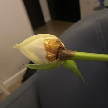 Çürük Ve Kirli Çiçekler, İlgisiz Müşteri Hizmeti!