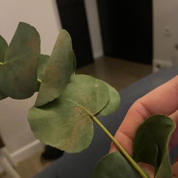 Çürük Ve Kirli Çiçekler, İlgisiz Müşteri Hizmeti!