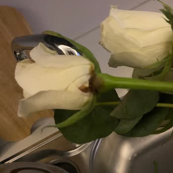 Çürük Ve Kirli Çiçekler, İlgisiz Müşteri Hizmeti!