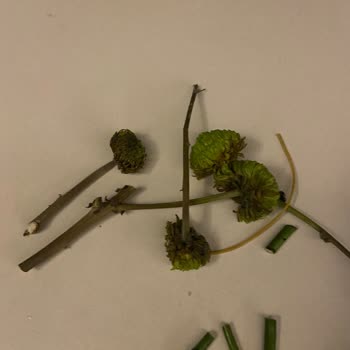 Çürük Ve Kirli Çiçekler, İlgisiz Müşteri Hizmeti!