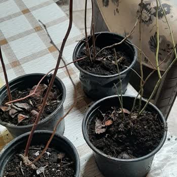 Sipariş Edilen Yaban Mersini Fidanlarının Vaat Edilen Özelliklerde Gönderilmemesi Ve İletişim Sorunu