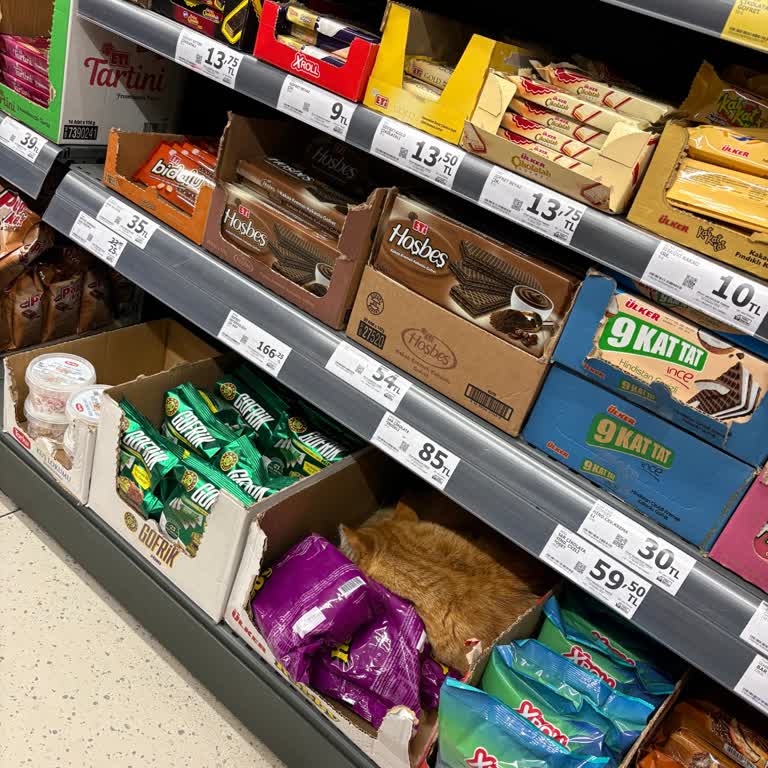 A101 Mağazasında Çikolata Reyonunda Kediyle Karşılaşmak Hijyen Endişesi Yarattı