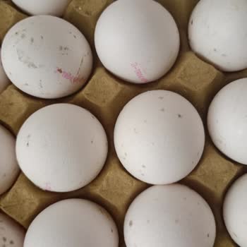 Türem Yumurta Küflenmiş