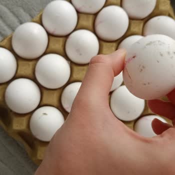 Türem Yumurta Küflenmiş