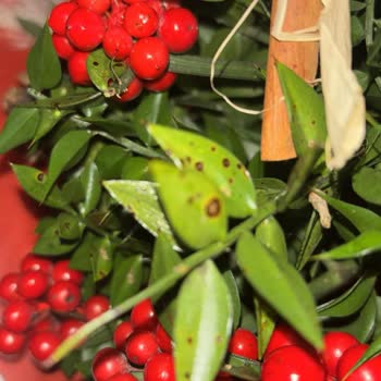 Hayal Kırıklığı Yaratan Buket Ve Aldatıcı Hizmet