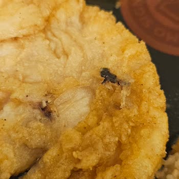 Lezita Tavuk Şinitzelin İçinden Sinek Çıktı Hijyen Ve Sağlık Riski Yaşadık