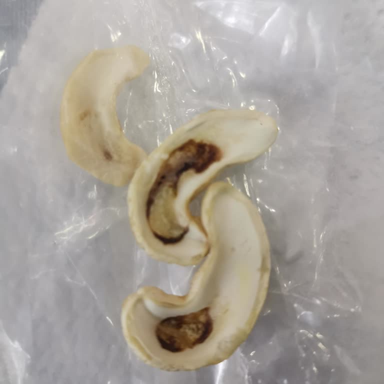 Can Kardeşler Kuruyemiş’ten Aldığımız Kajunun Kurtlu Çıkması Ve Firma İlgisizliği Hayal Kırıklığı Yarattı