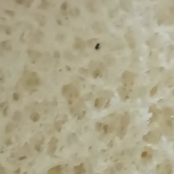 Sandviç Ekmeğinden Çıkan Böcek Hijyen Endişesi Yarattı