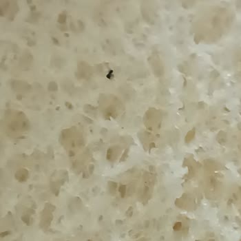 Sandviç Ekmeğinden Çıkan Böcek Hijyen Endişesi Yarattı